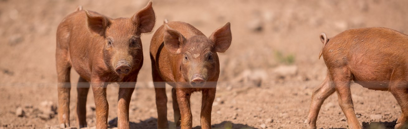 Piglets pigs - organic licencee Peelham Farm Scotland credit Matthias Kremer