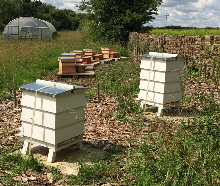 set of beehives