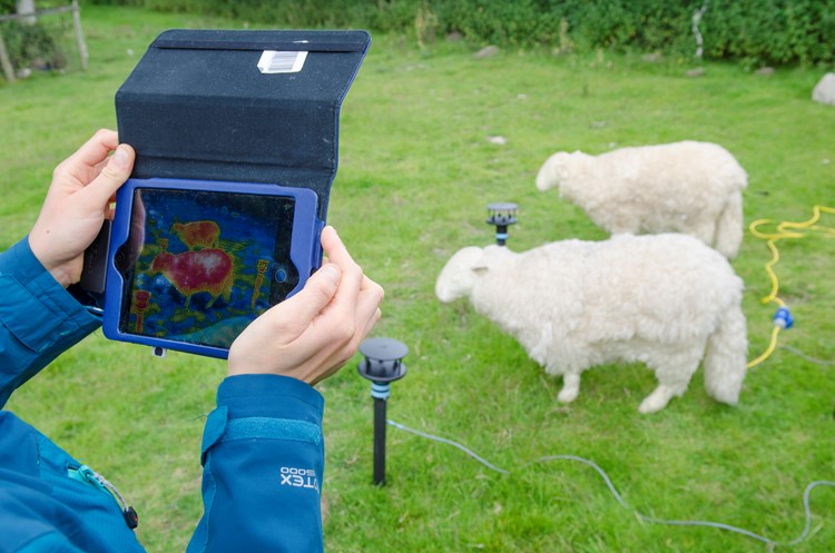 thermal imaging on sheep