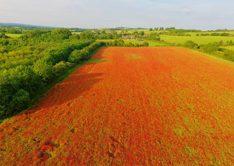 Poppies from the air