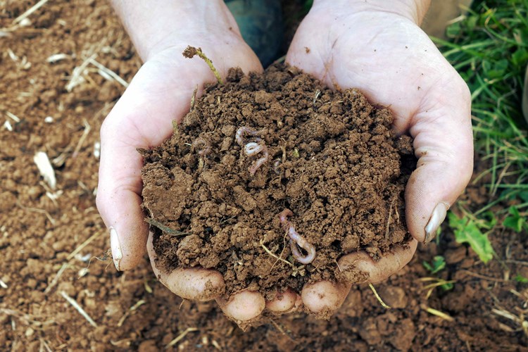 microorganisms in soil