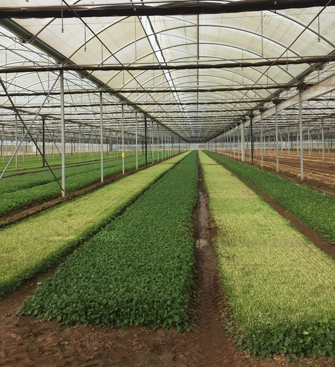 Large Scale Salad Farming