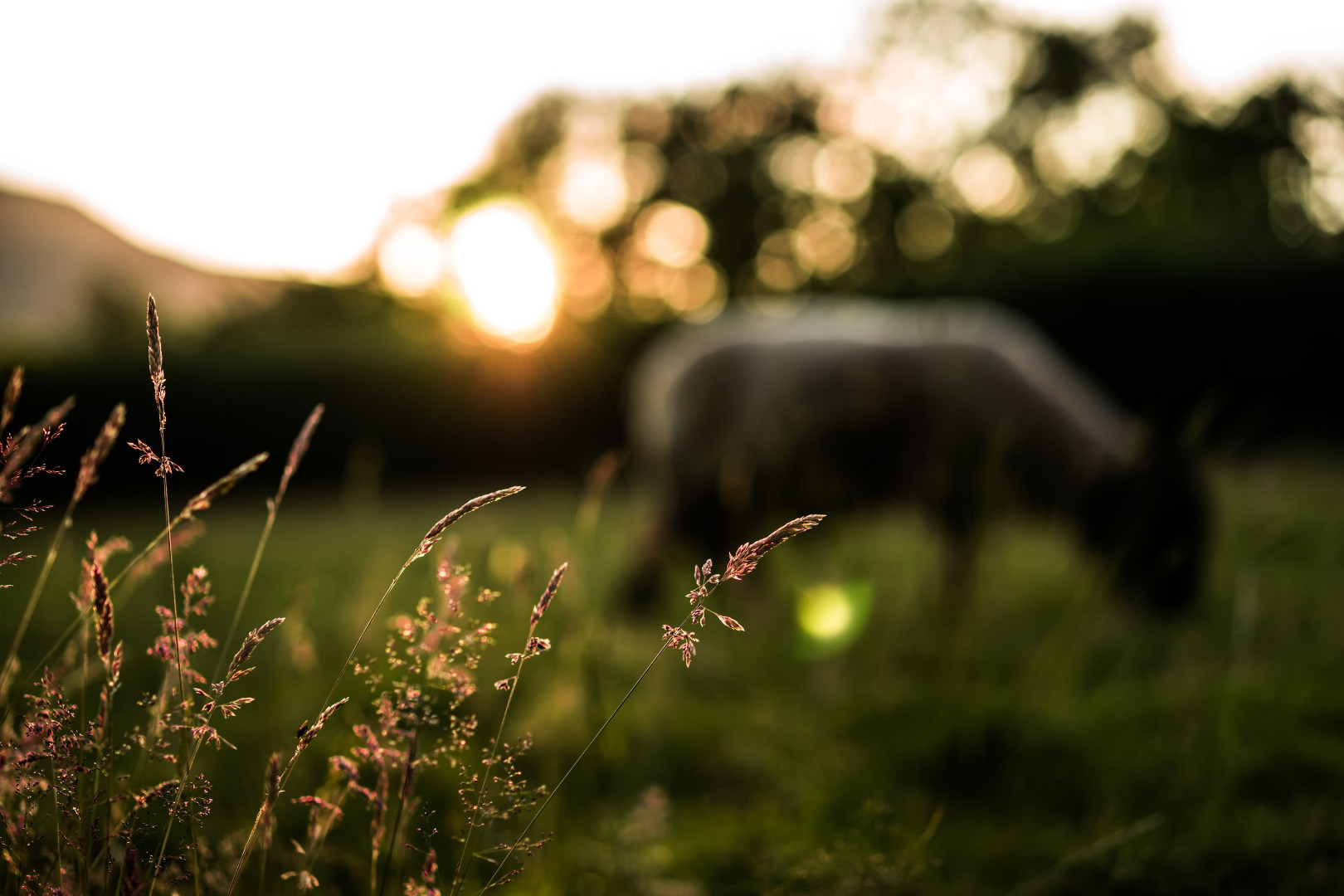 Technical guide - permanent pastures