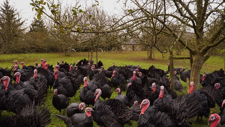 turkeys surrounded by trees