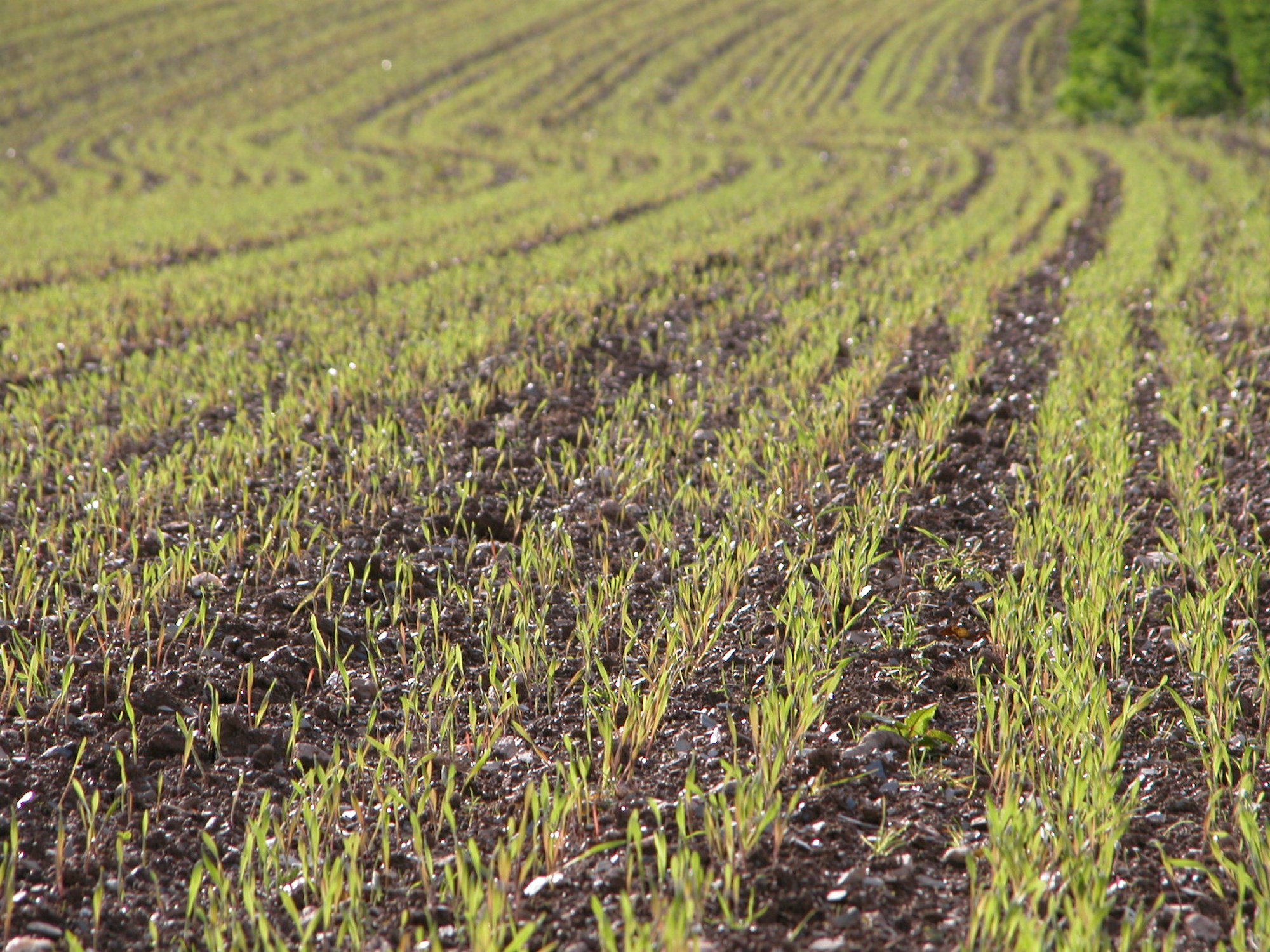 Soil Management