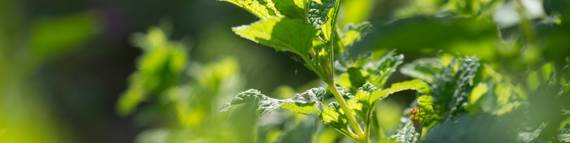 322_lemon balm.jpg