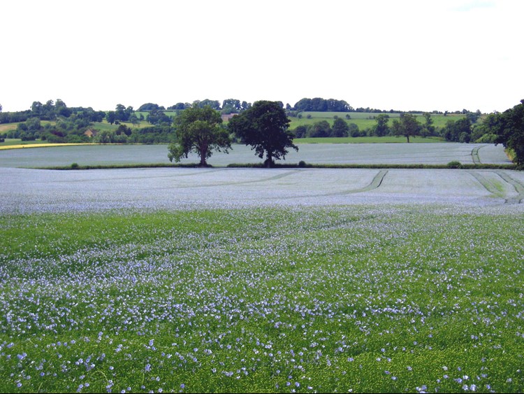 linseed growing in a field