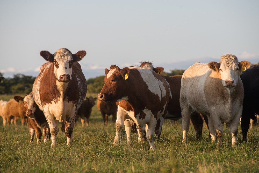 what-is-mob-grazing