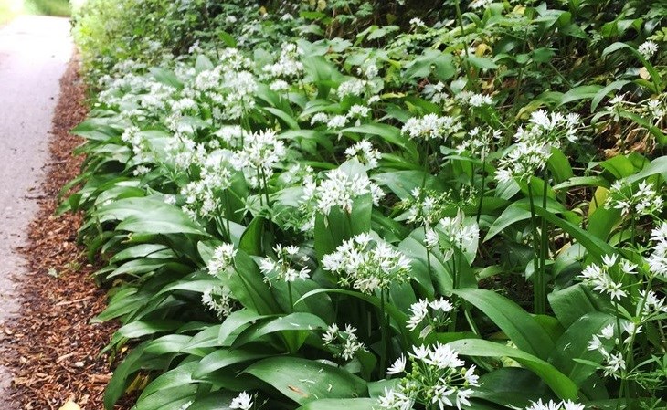 The Uks Top 7 Hedgerow Herbs - 