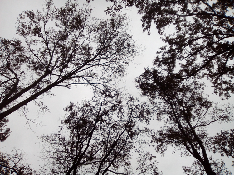 A forest canopy from below