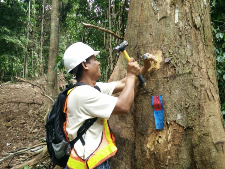 Forestry worker taking samples of timber in Borneo