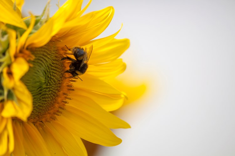 A bee on a sunflower against a white background