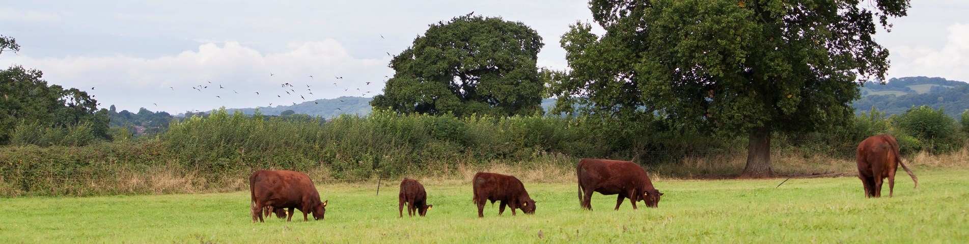 Belmont Estate_Organic_Beef_Cows.jpg