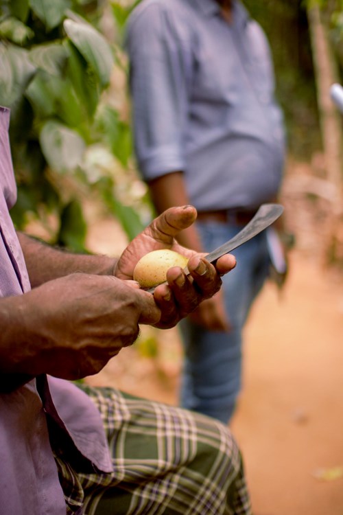 A man holding a nutmeg seed and slicing through it with a curved knife in Sri Lanka