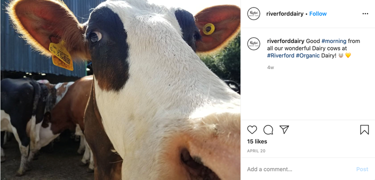 Instagram photo from @riverforddairy of one of their cows in close up