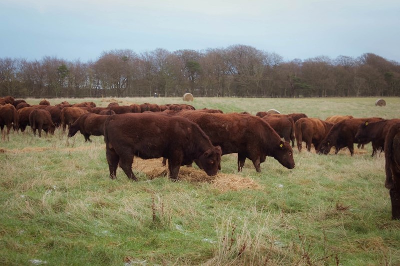 Bale grazing cattle in field