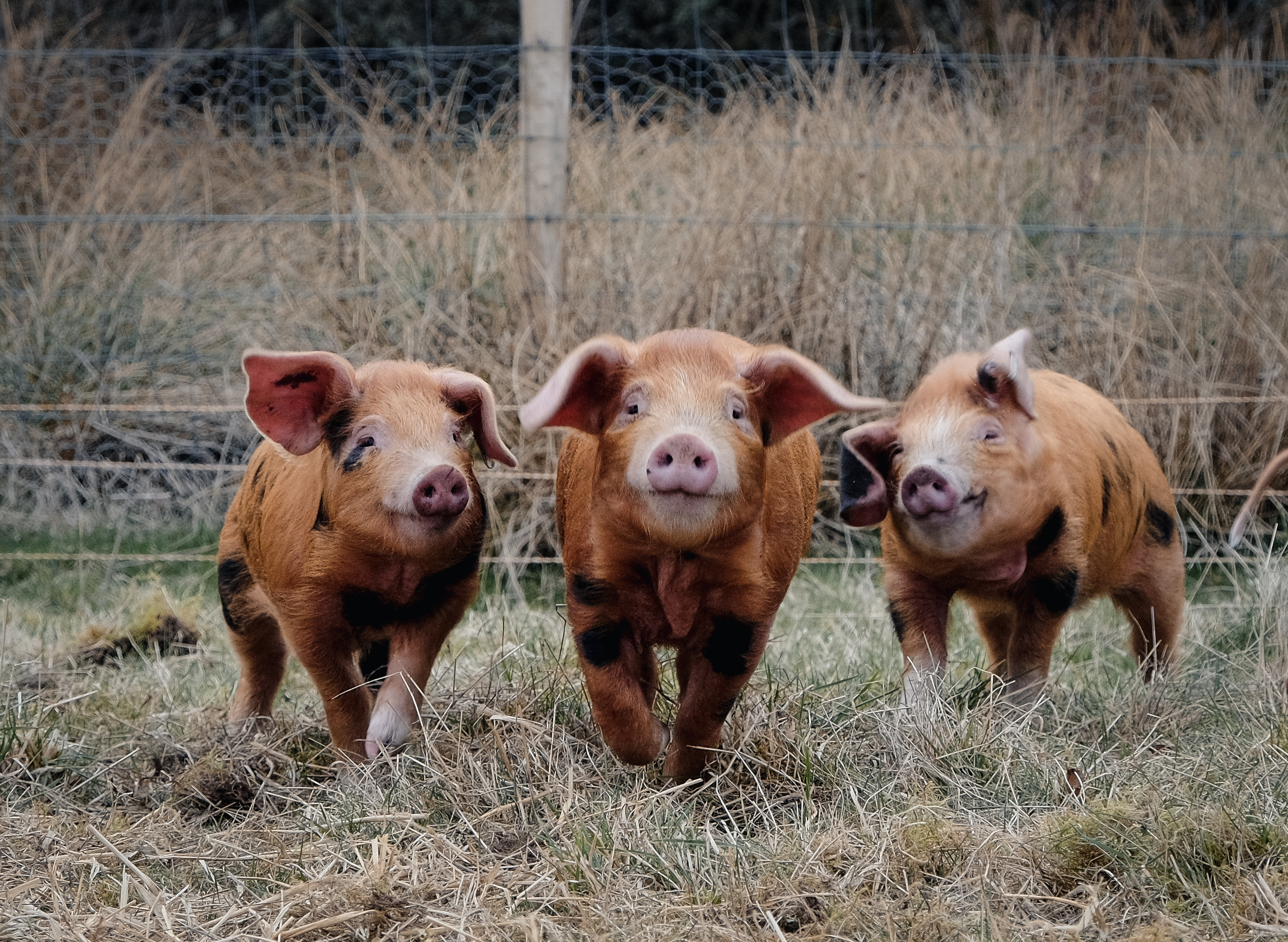 What are the benefits of farming with pigs?