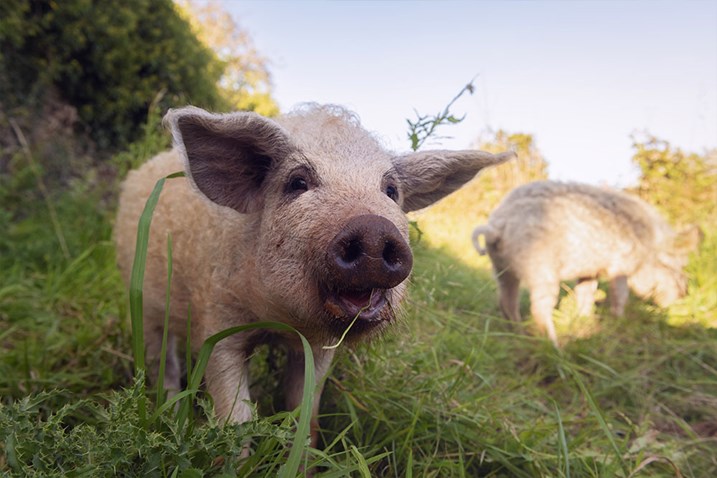 Rare breed pigs in field at Fowlescombe farm