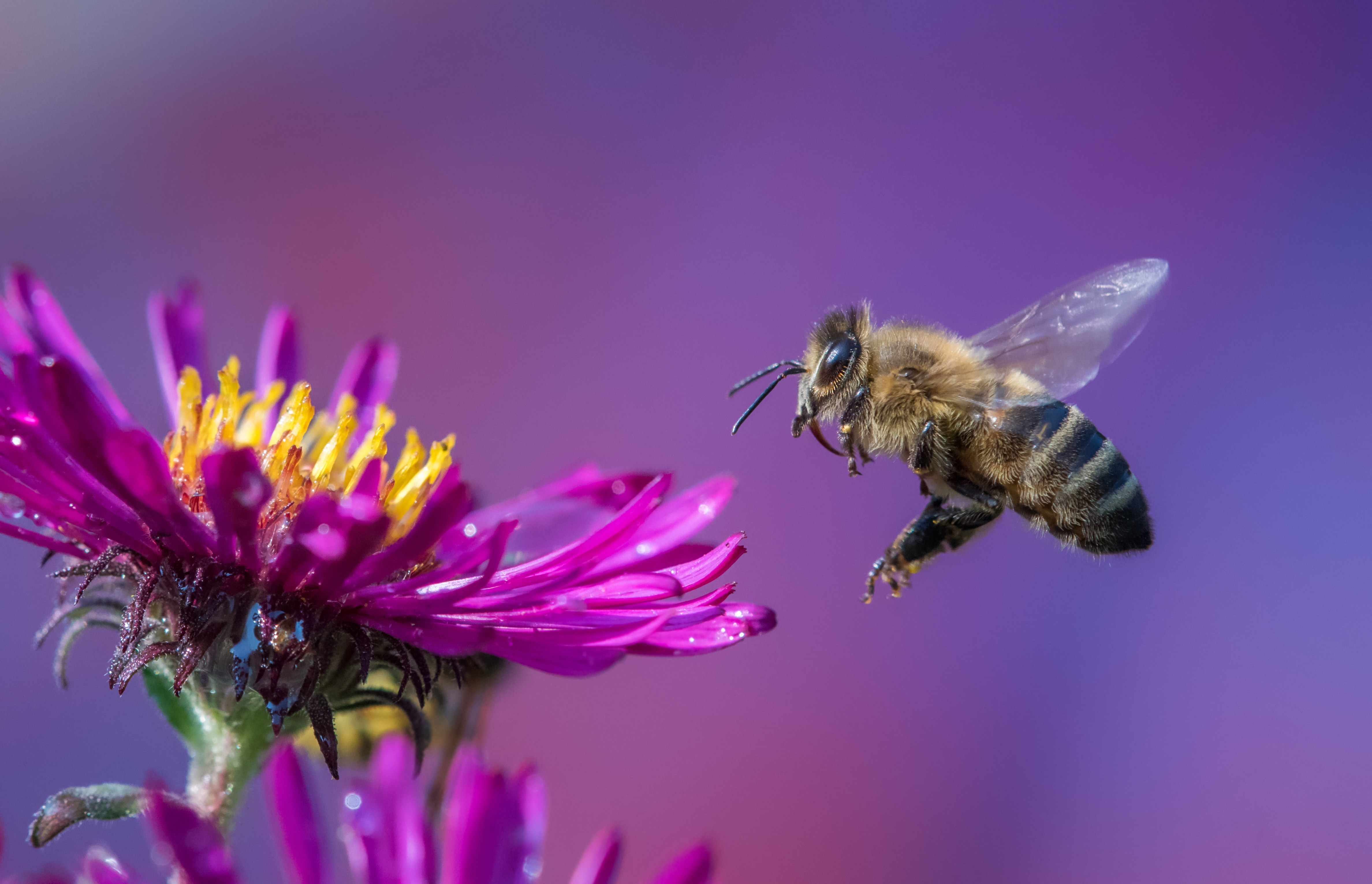 Bee landing on a purple flower