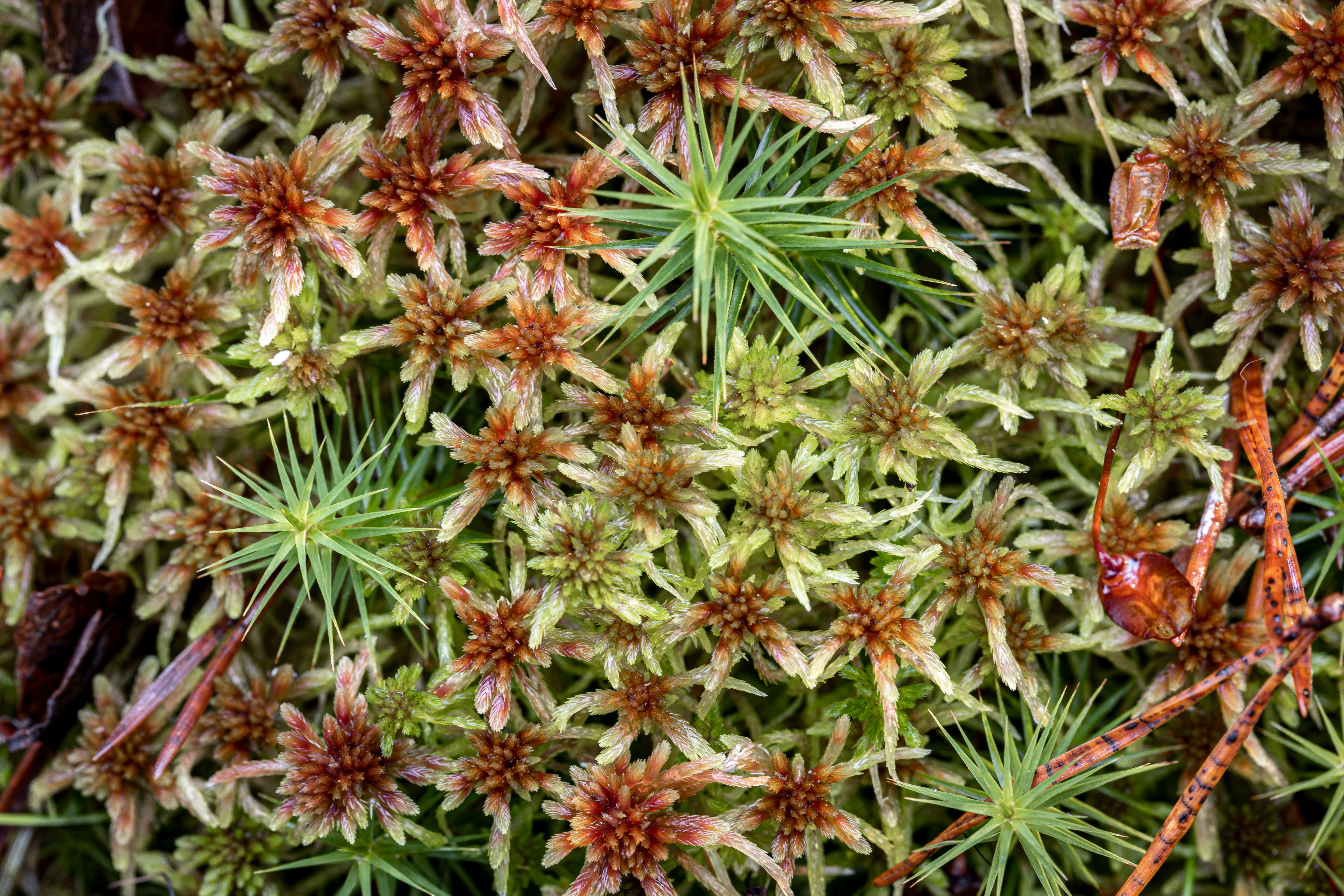 Sphagnum moss