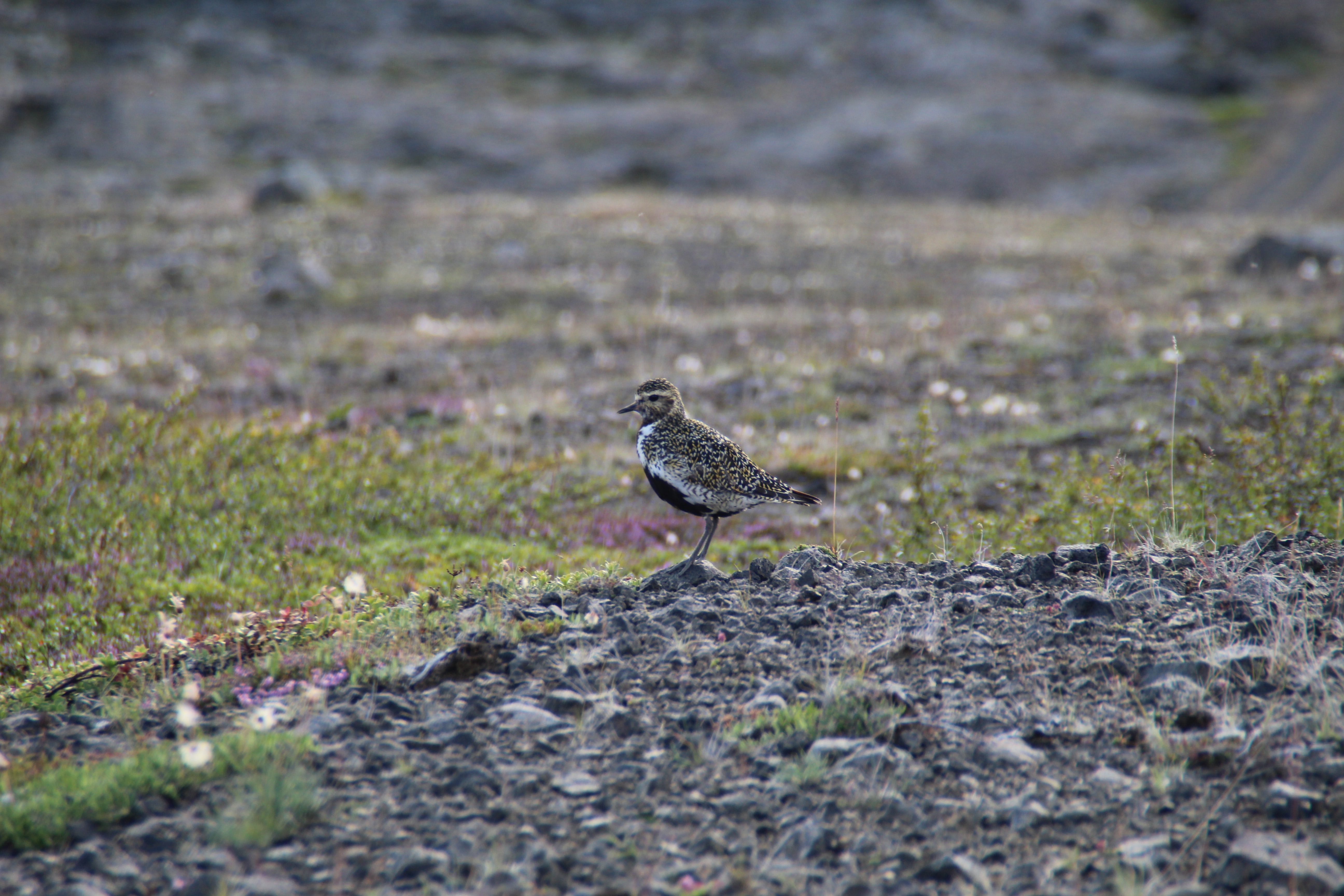 Golden plover