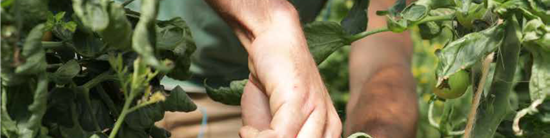 1. Front Cover - Tomatoes_ (002).png