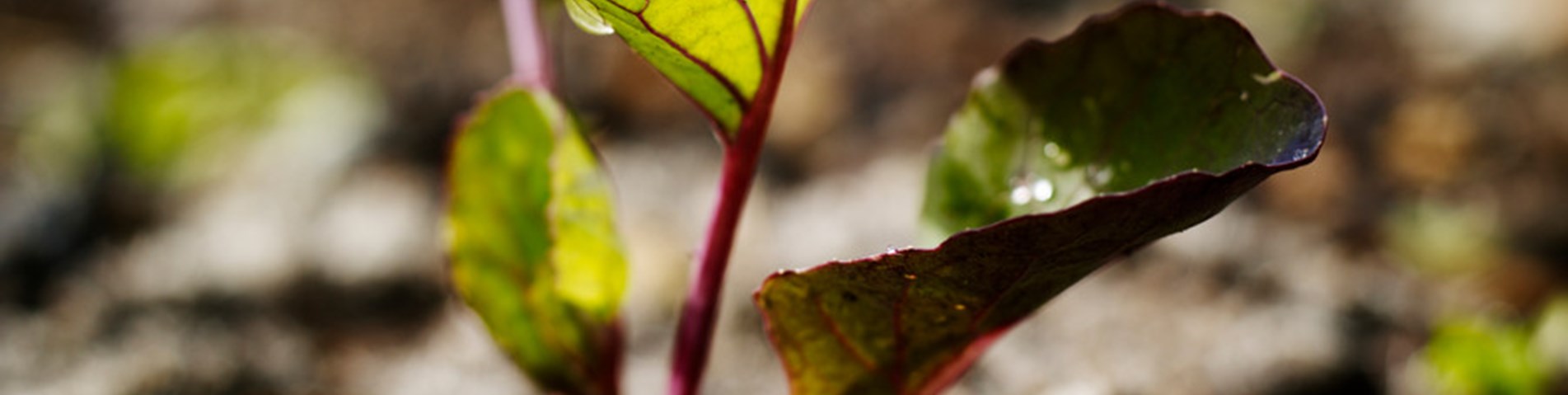 1073_YVAprilCards-009393Yeo Valley - Organic - Licensee - PermissionGranted by Niki Martin - Photo credit ALWAYS Yeo Valley - do not use after May 2024 without checking with YV.jpg
