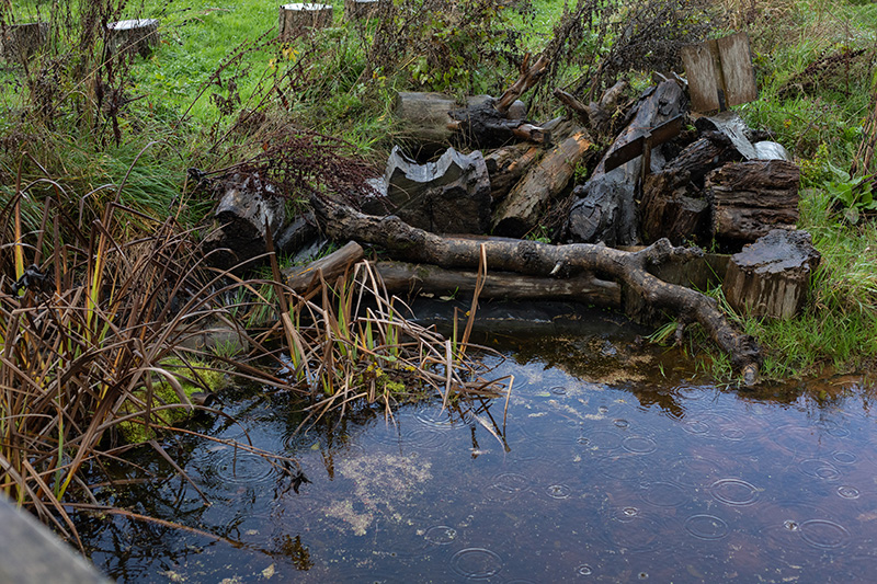 Pond to encourage wildlife