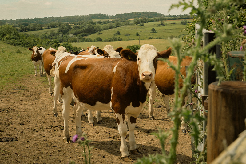 Cows at Godminster