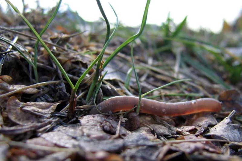 Earthworm in soil