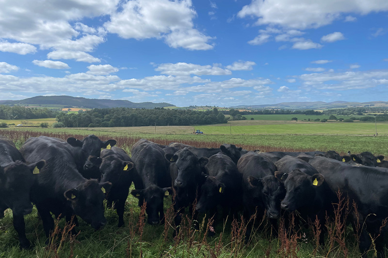 Aberdeen Angus steers