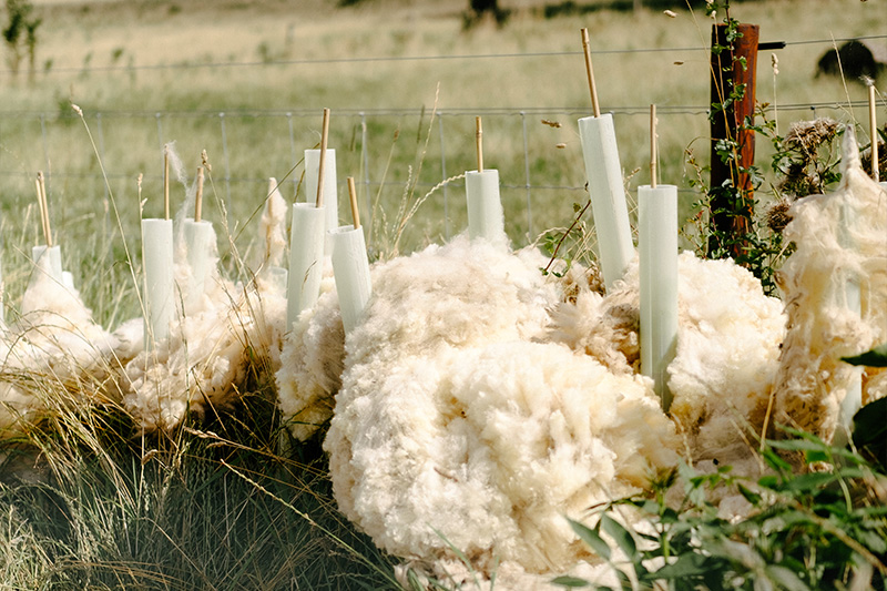 Wool protecting saplings