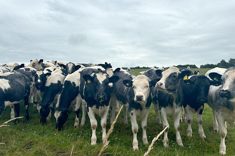 Cows on herbal leys