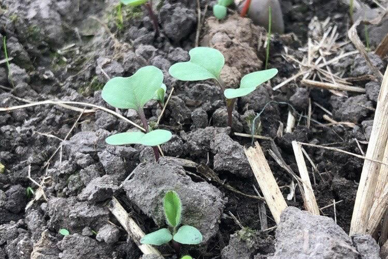 Emerging shoots, companion cropping