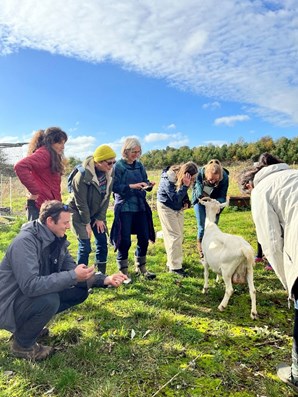 Street Goat caring for livestock in urban spaces