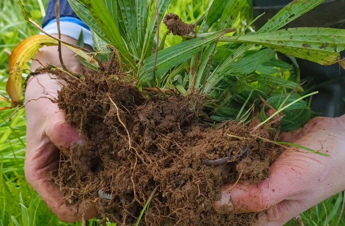 The Barrett's have prioritised soil health