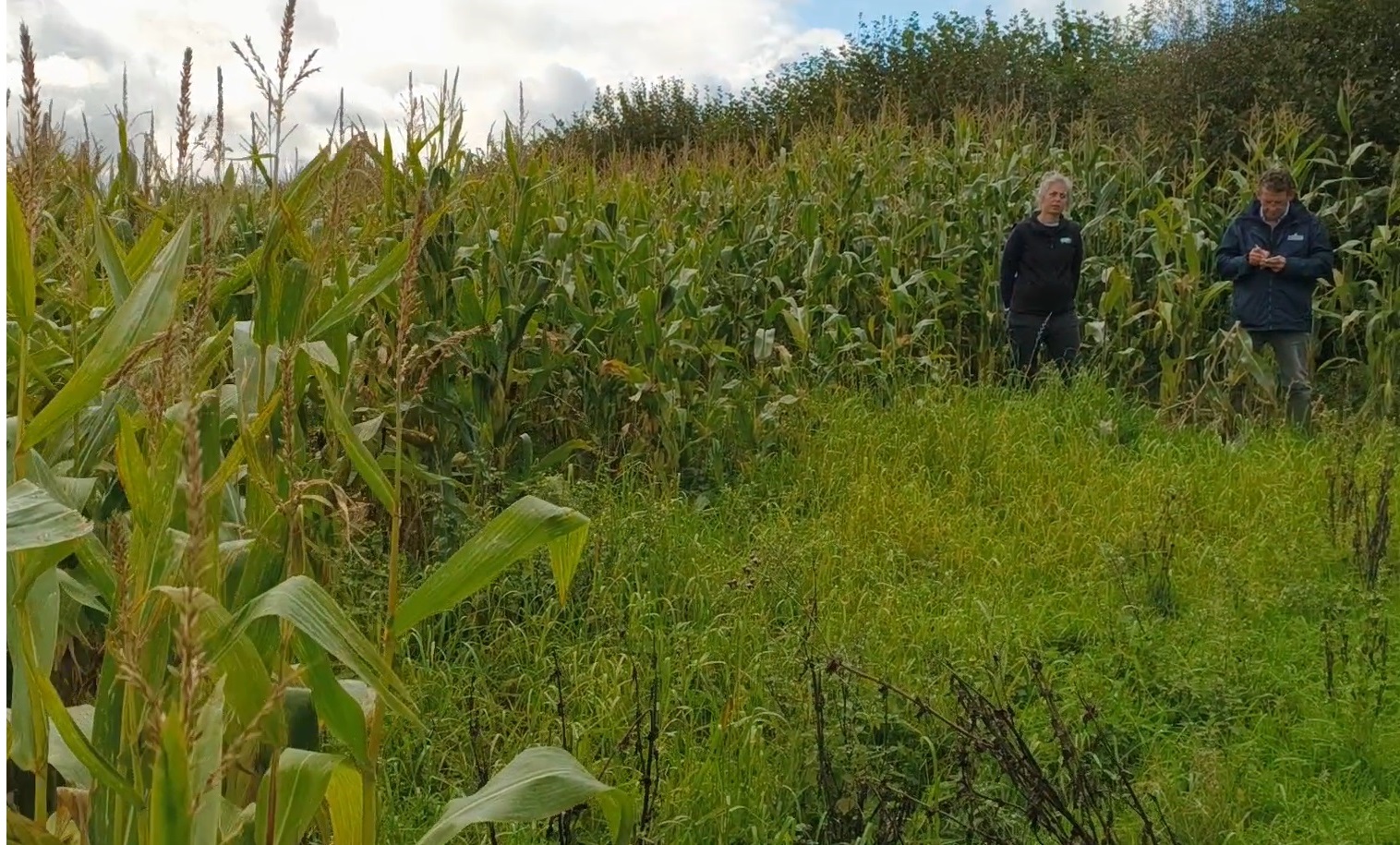 Cover crops in maize reduce soil erosion