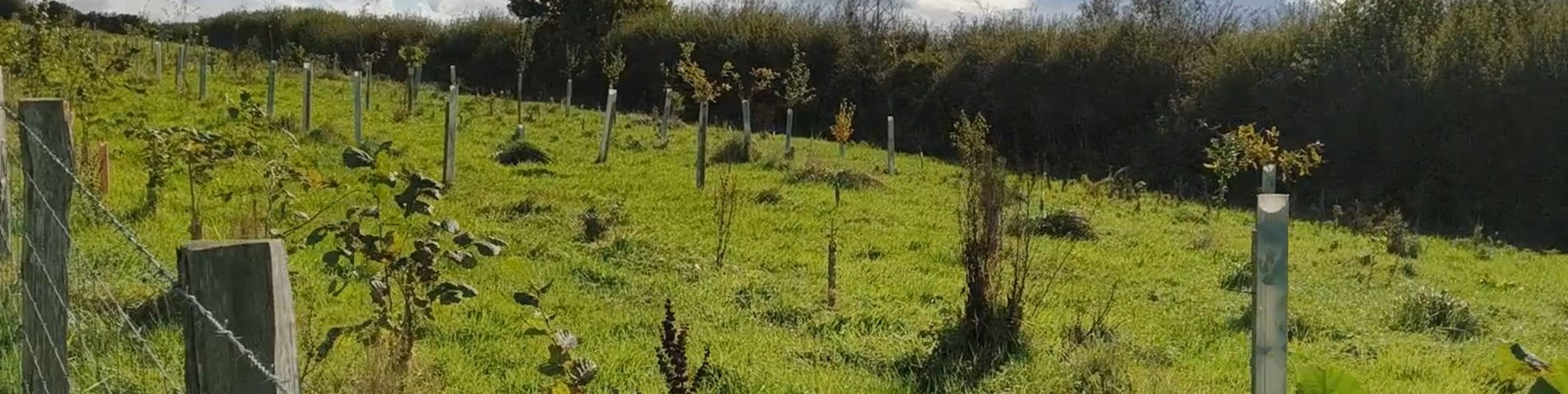 Planting trees at Tregooden credit DM.jpg