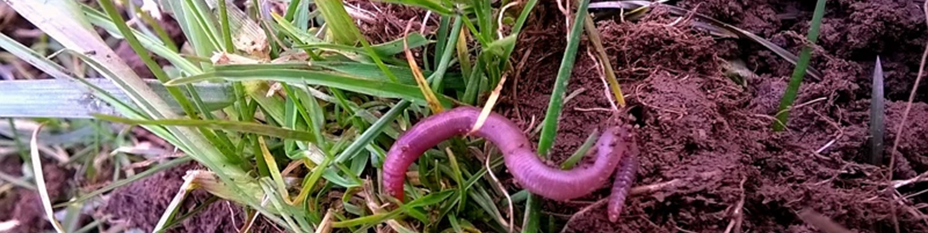 worm.png