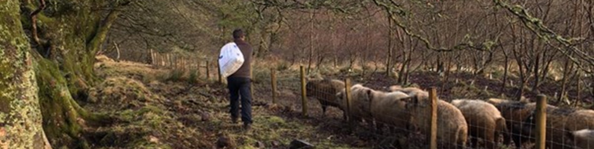 pigs johanna 2.jpg