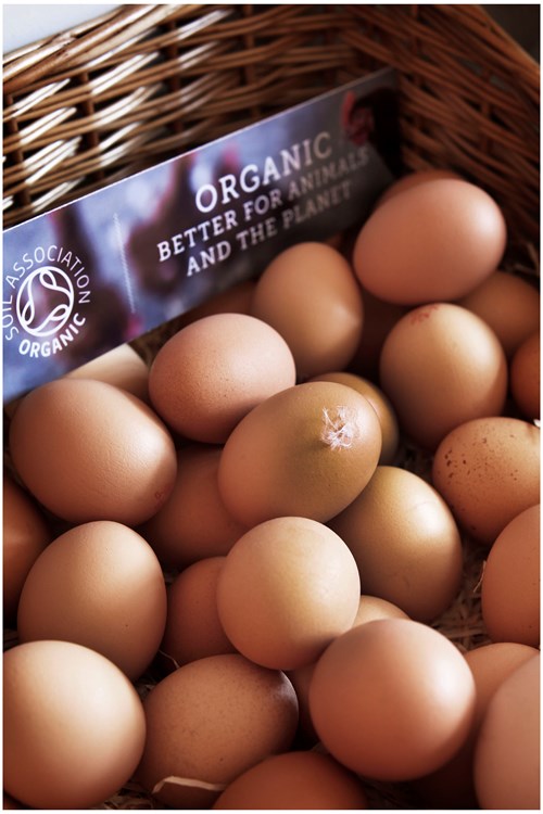 soil association organic eggs