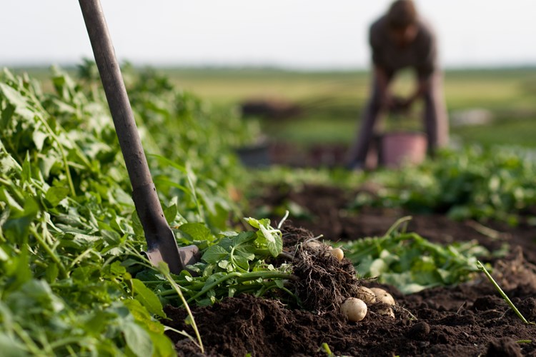 potatoes being dug in a field