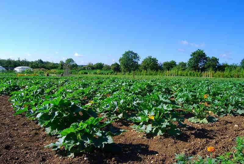 Closed Loop Agriculture Soil Association