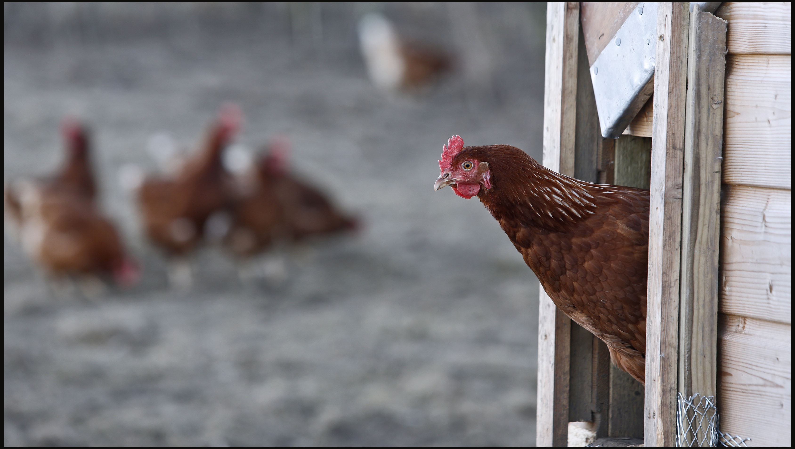 Organic Poultry, Chickens &amp; Eggs Soil Association