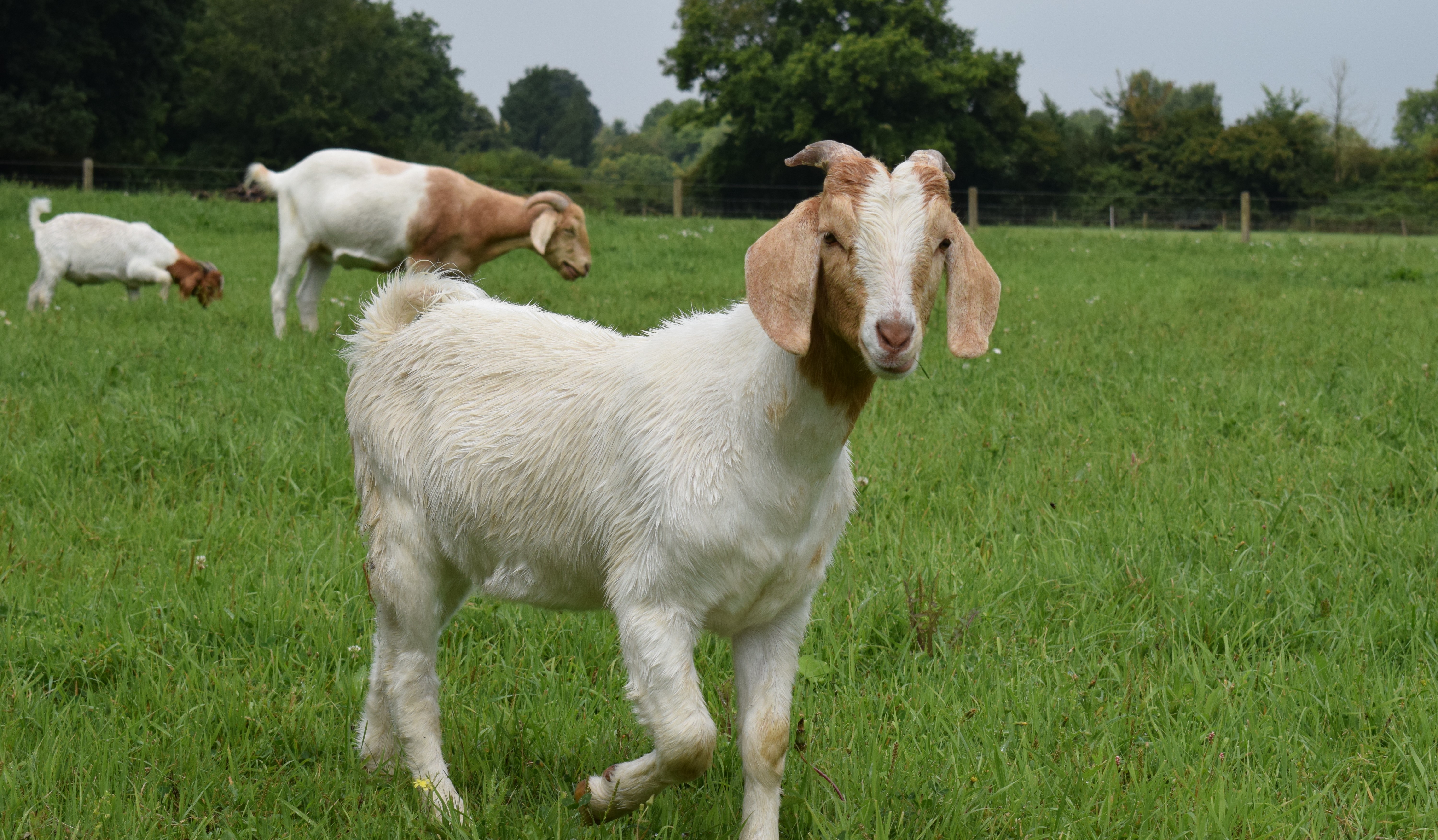 Goats at Bere Marsh Farm 2.jpg