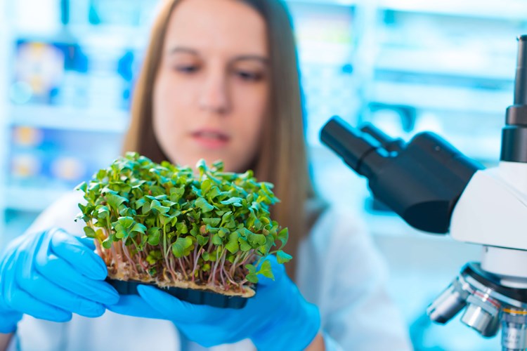 scientist growing food in lab