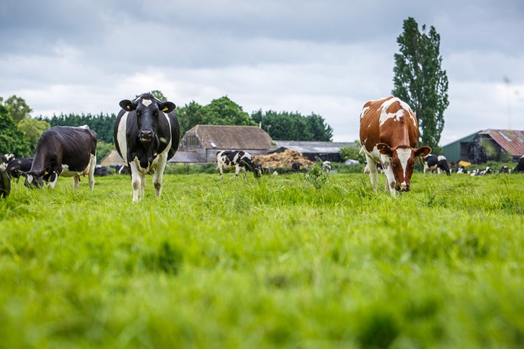 cows in a field